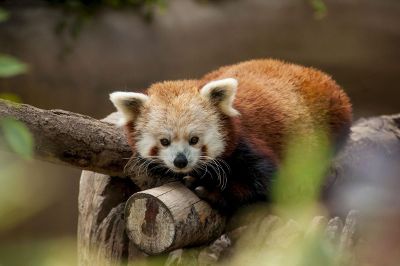 lazy red panda