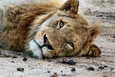 somber lion