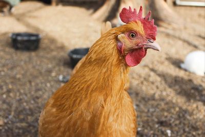 red rooster
