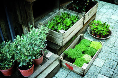 plants in boxes