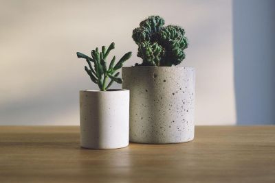 succulents in pots