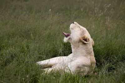 panther yawning in a field