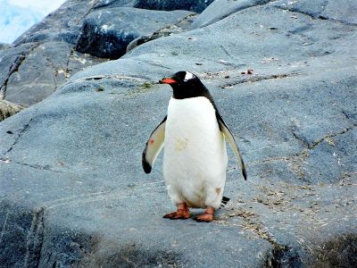 black and white penguin on a rock