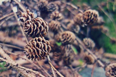 pinecones on twigs