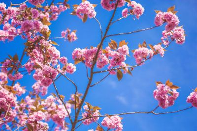 cherry blossoms against blue sky