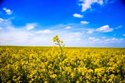 yellow flower field