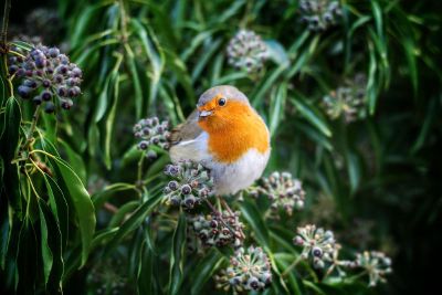 bright bird with foliage