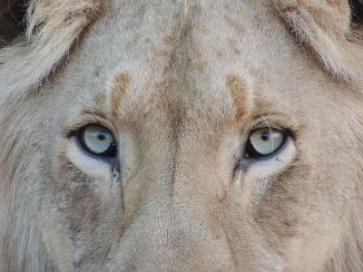 zoomed in lion eyes