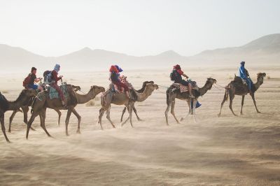 riding camels