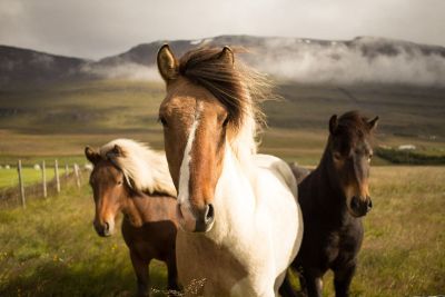 horses in a cloudy field