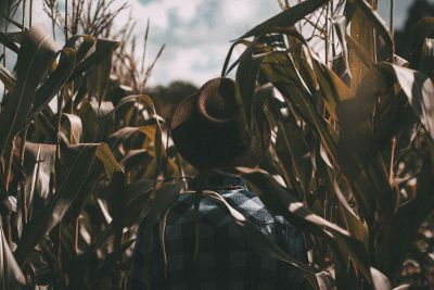 man in cornfield