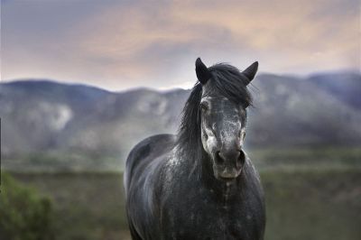 horse standing in grassland
