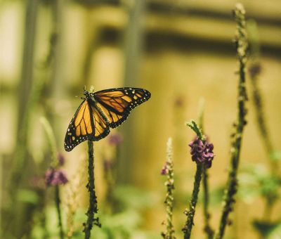 monarch butterfly on flowers