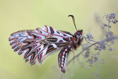 beautiful moth on a branch