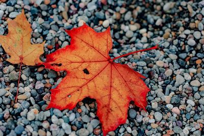 beautiful leaf in the pure water