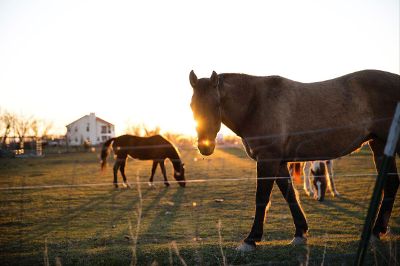 horses in the pasture