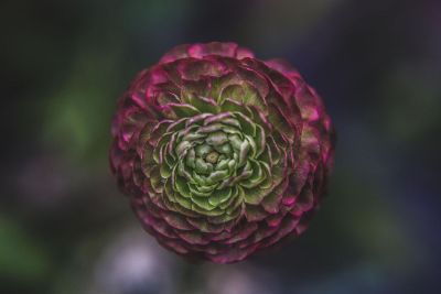 purple and green flower head