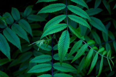 long oval plant leaves