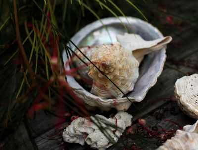 seashells on wood