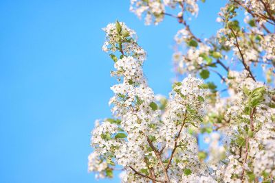 beautiful flowers on a sunny day