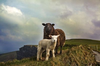 sheep on a mountain