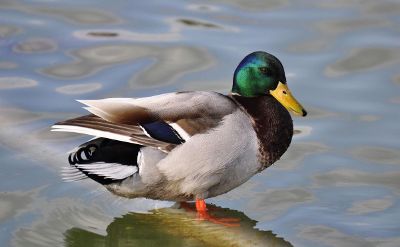 duck standing in water