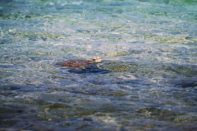 swimming turtle