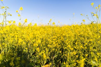 dill field