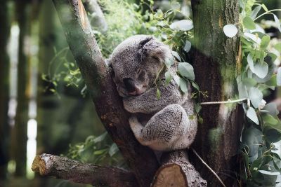 koala sleeping on a branch