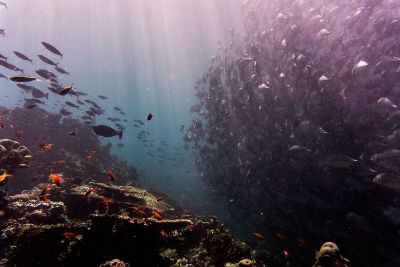 fish groups in ocean