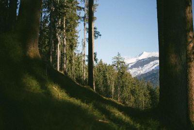 pleasant forest with mountain
