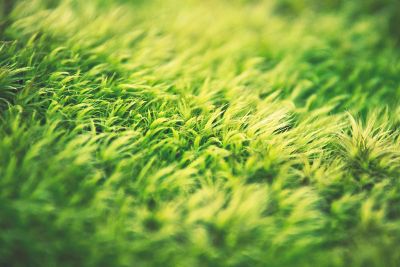 close up of grass