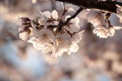 white blossoms