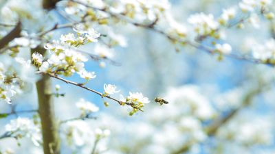 bee inspecting blossom