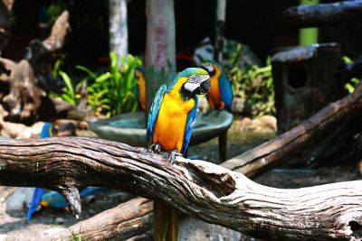 blue bird on a log