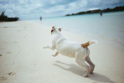 dog playing on beach