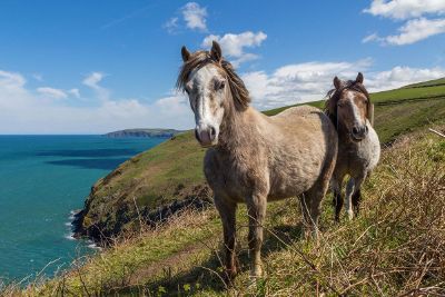 horses on the side of a cliff