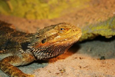 bearded dragon on sand