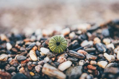 empty urchin shell on small rocks