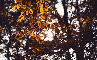 treen with golden autumn leaves