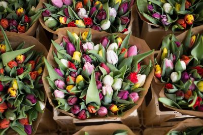 colorful tulips in paper bags