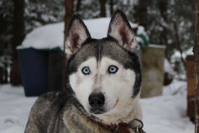 winter husky