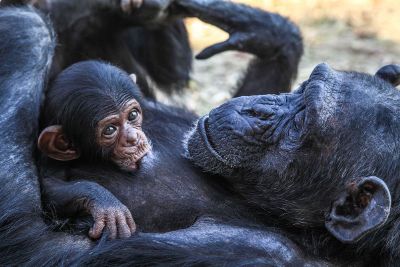 baby monkey enjoying lunch