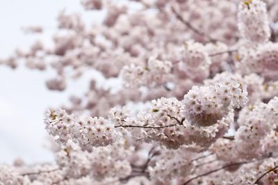 blooming cherry blossoms