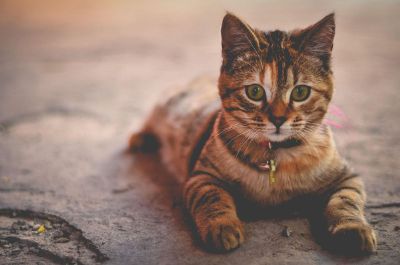 brown tabby kitten