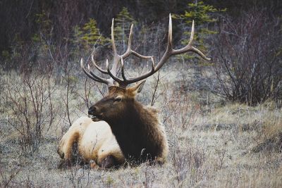 big elk deer