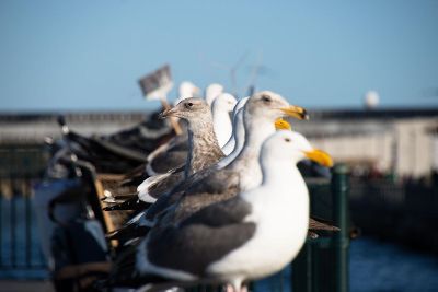 number of ducks near the water