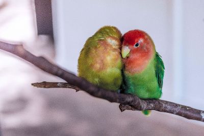 parrot pair on branch