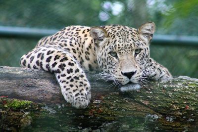 jaguar laying on a tree limb