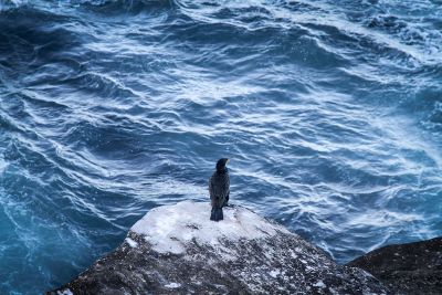 bird on the shore